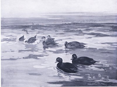 Scoters all